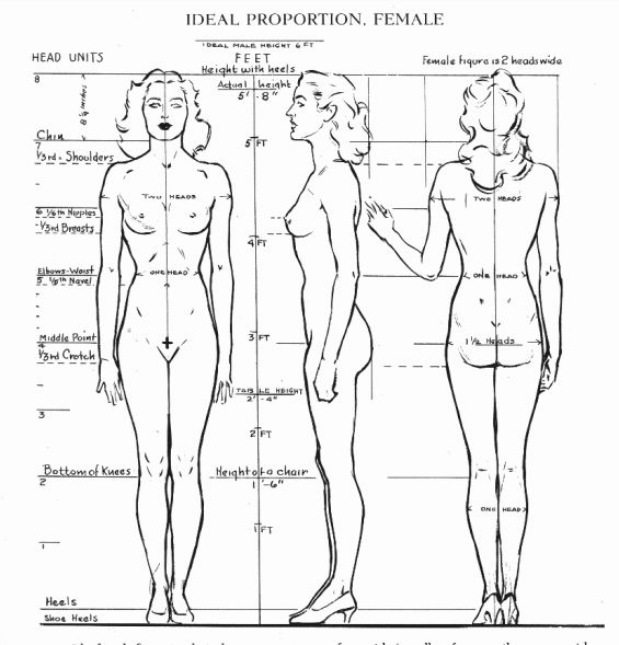 female body proportions