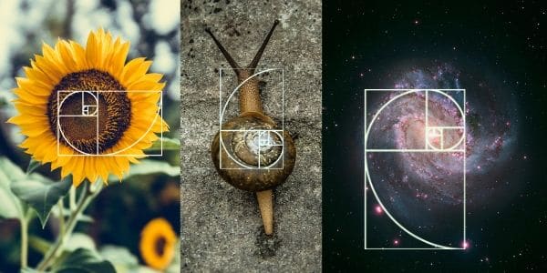 the golden ratio in nature