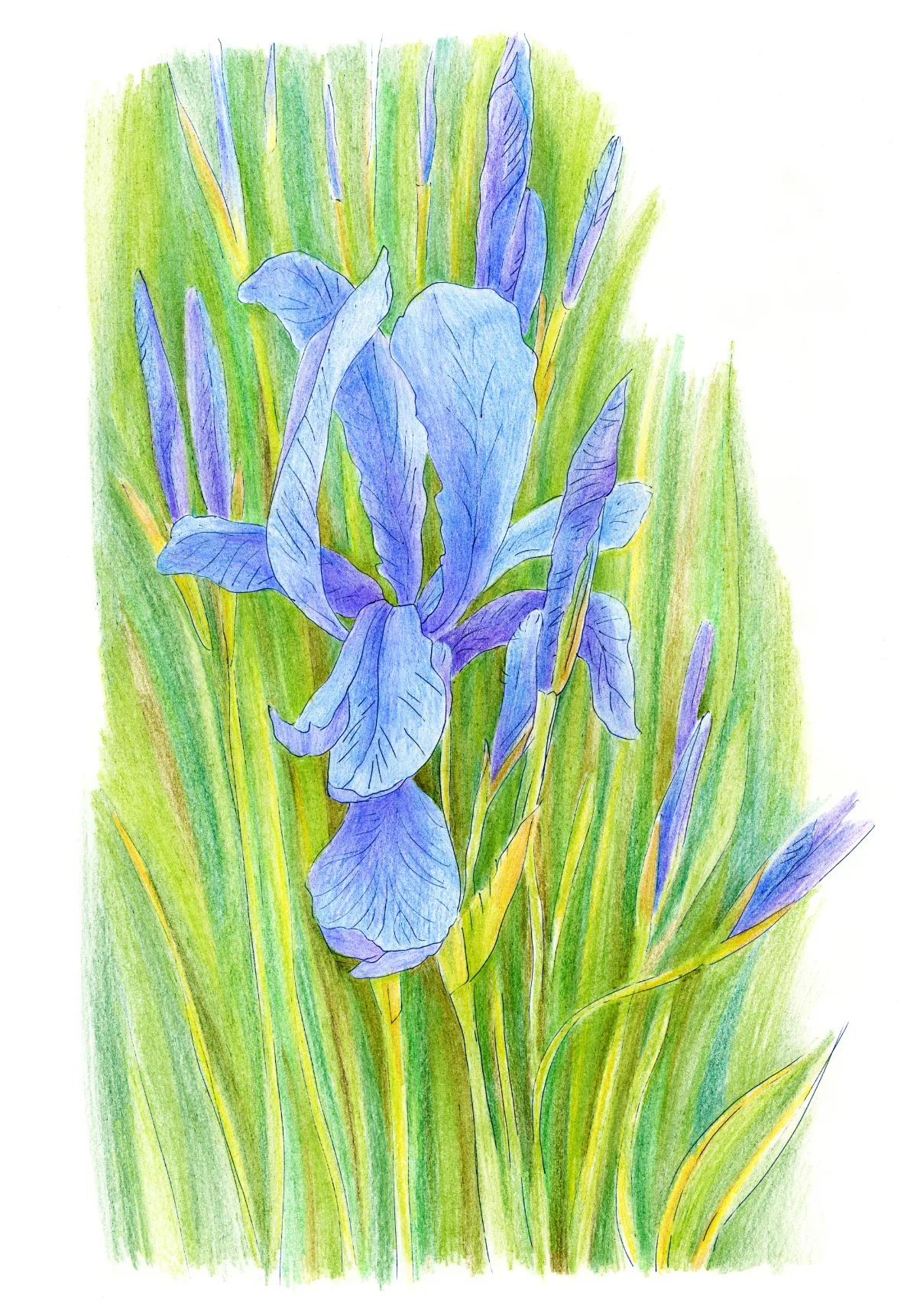 colored pencil iris flower