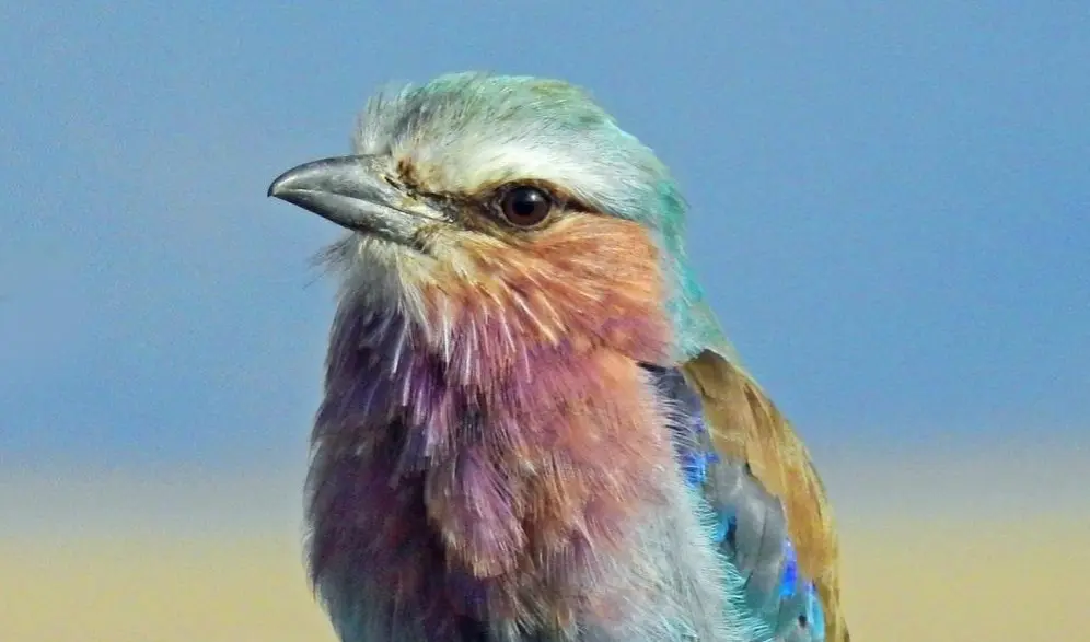 watercolor tutorial - stylistic bird