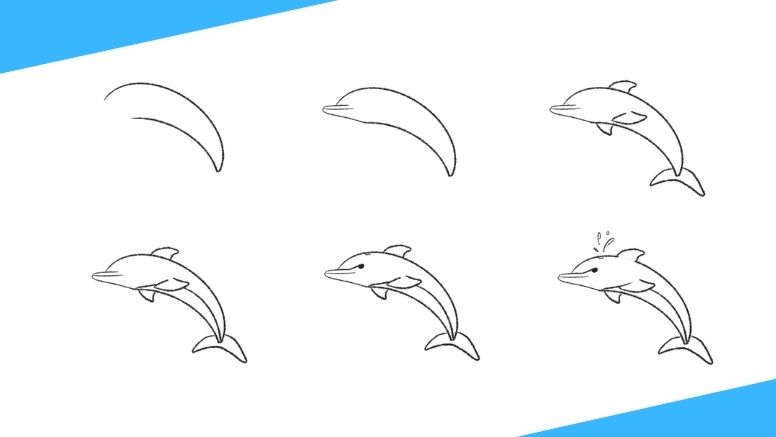 how to draw a dolphin step by step realistic