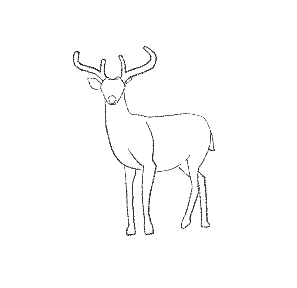 how to draw a deer step 10 erase extra antler lines