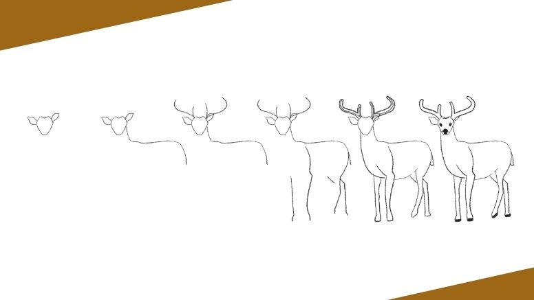 How to Draw a Deer (Easy Step by Step with Pictures)