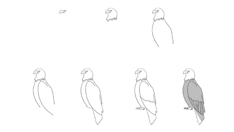 How to Draw an Eagle (Step by Step with Pictures)