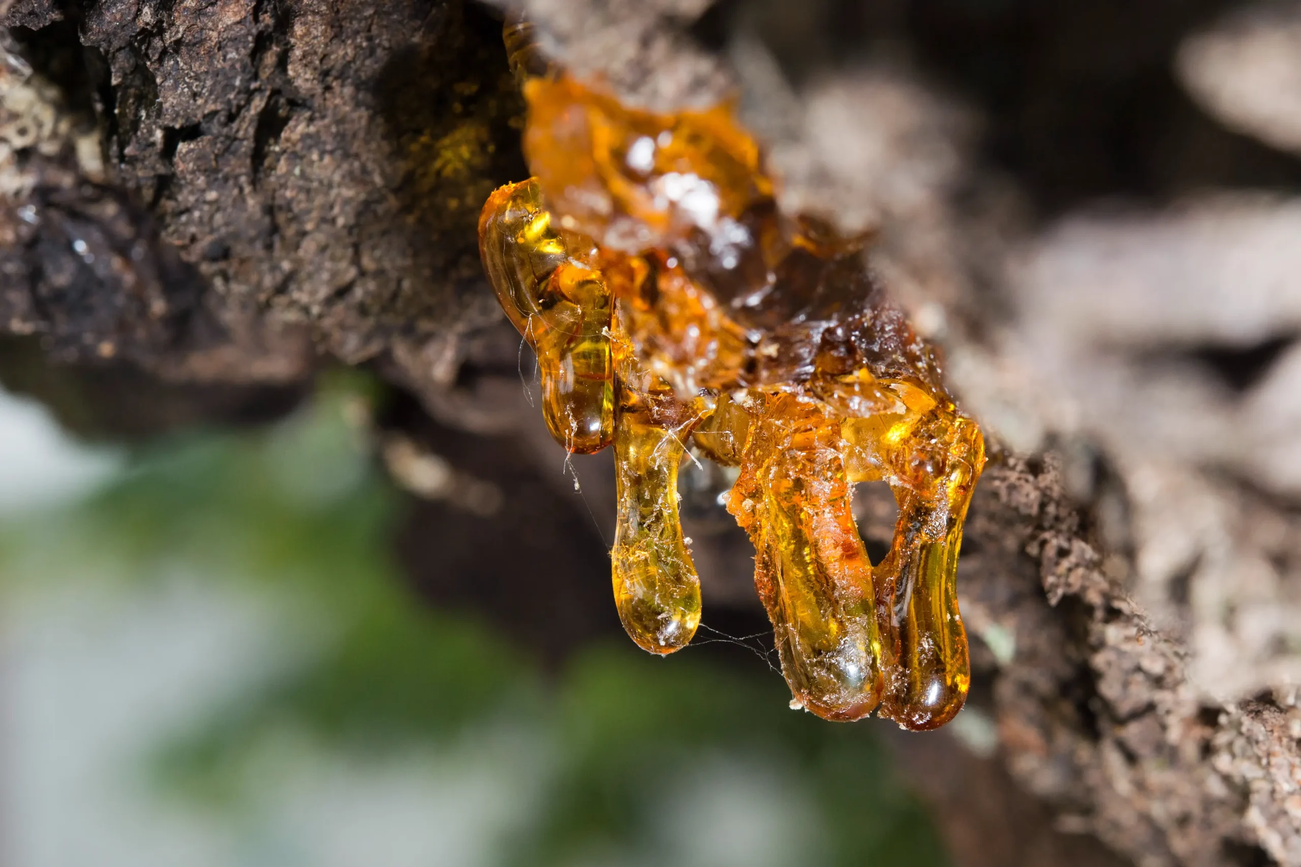 natural amber resin