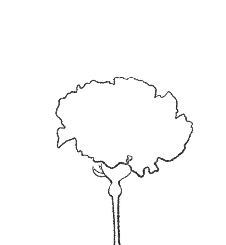 Step 4: Sketch the carnation flower lines