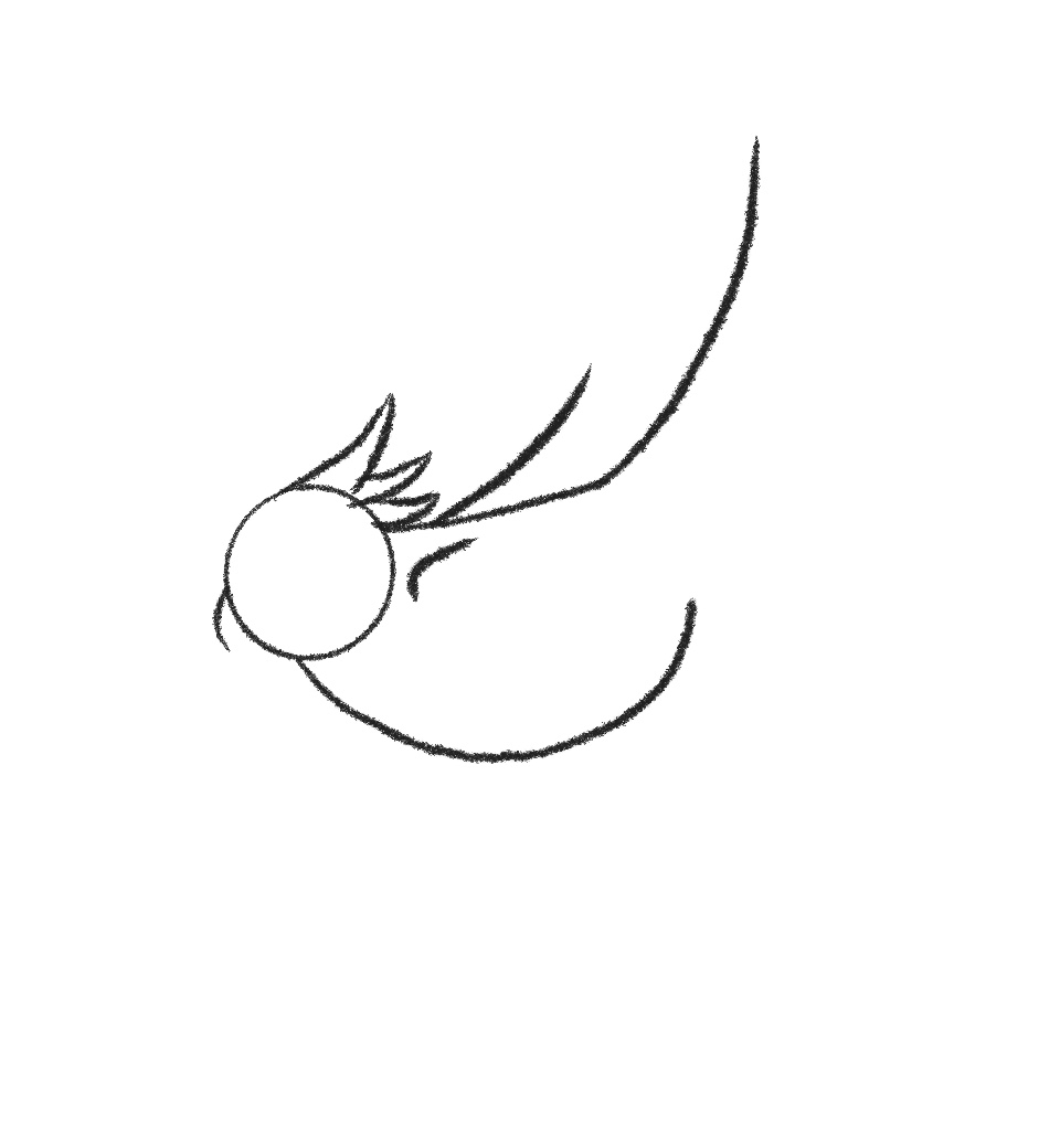 how to draw a bird step 5 add line for bird’s shoulder and start the bird’s beak