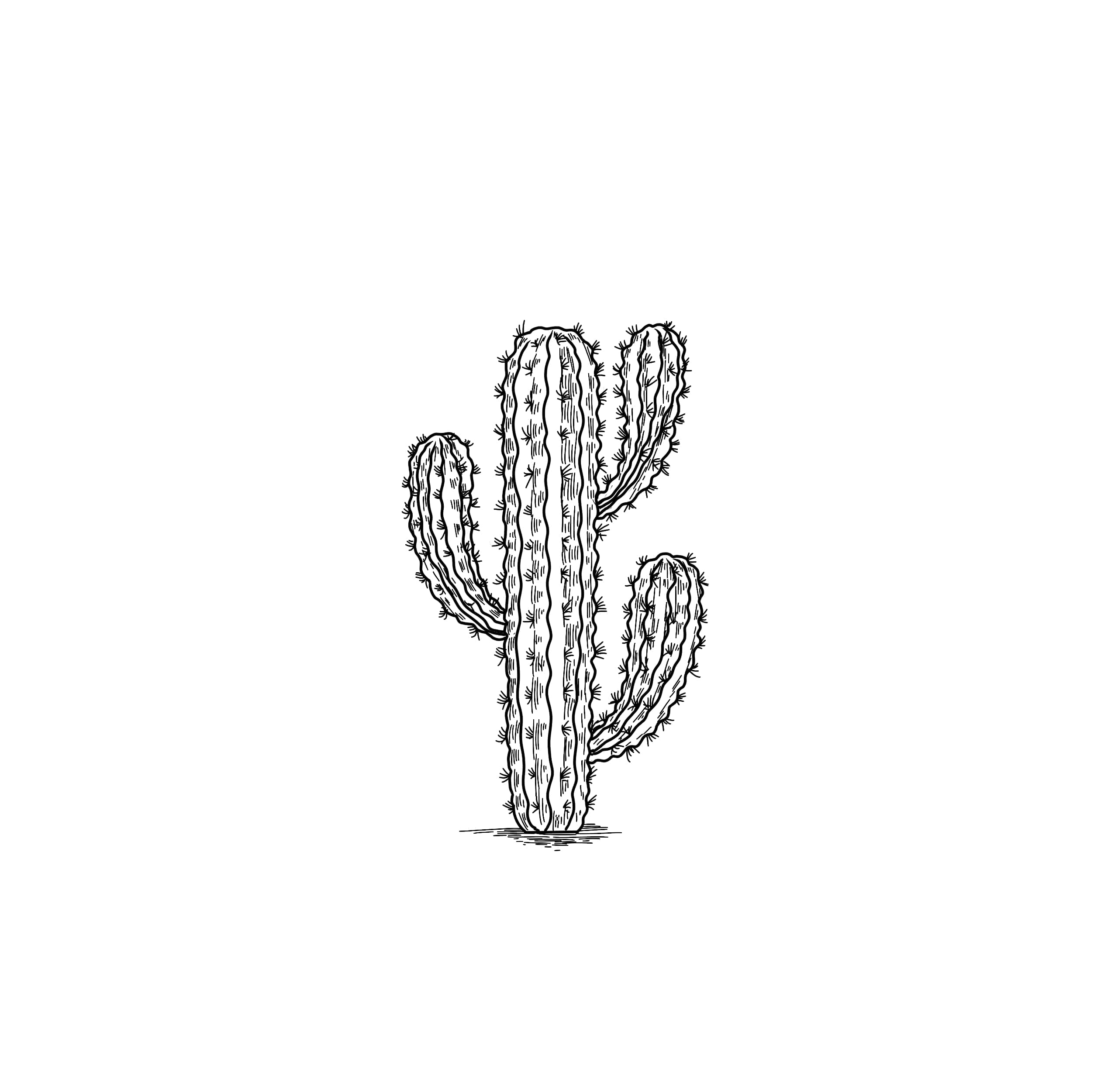 how to draw a cactus step 5 draw cactus thorns
