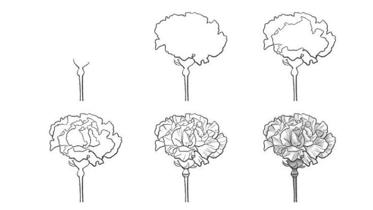 How to Draw a Carnation in a Few Simple Steps - Jae Johns