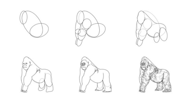How to Draw a Realistic Gorilla in 6 Steps