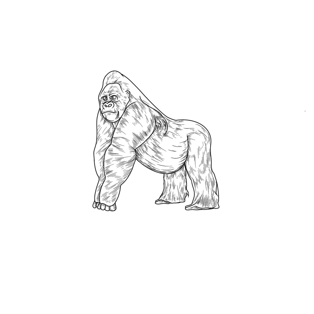 how to draw a gorilla step 6