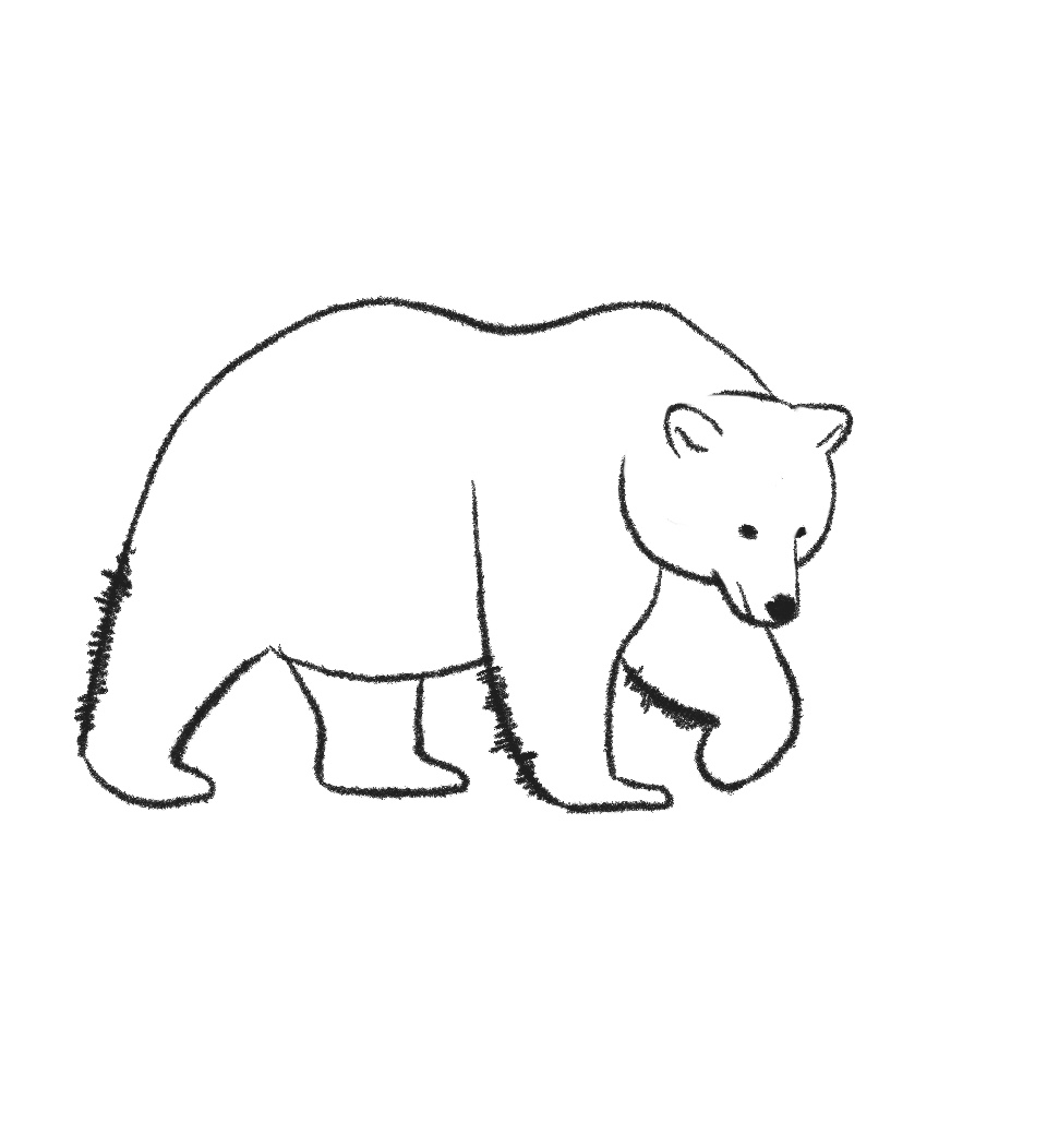how to draw a grizzly bear step 11
