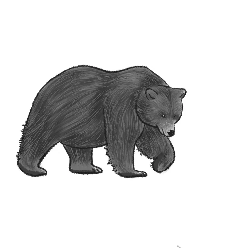 how to draw a grizzly bear step 12