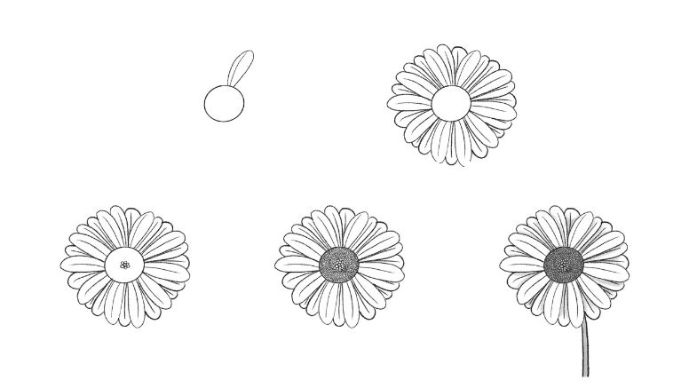 How to Draw a Realistic Daisy Quick Step by Step
