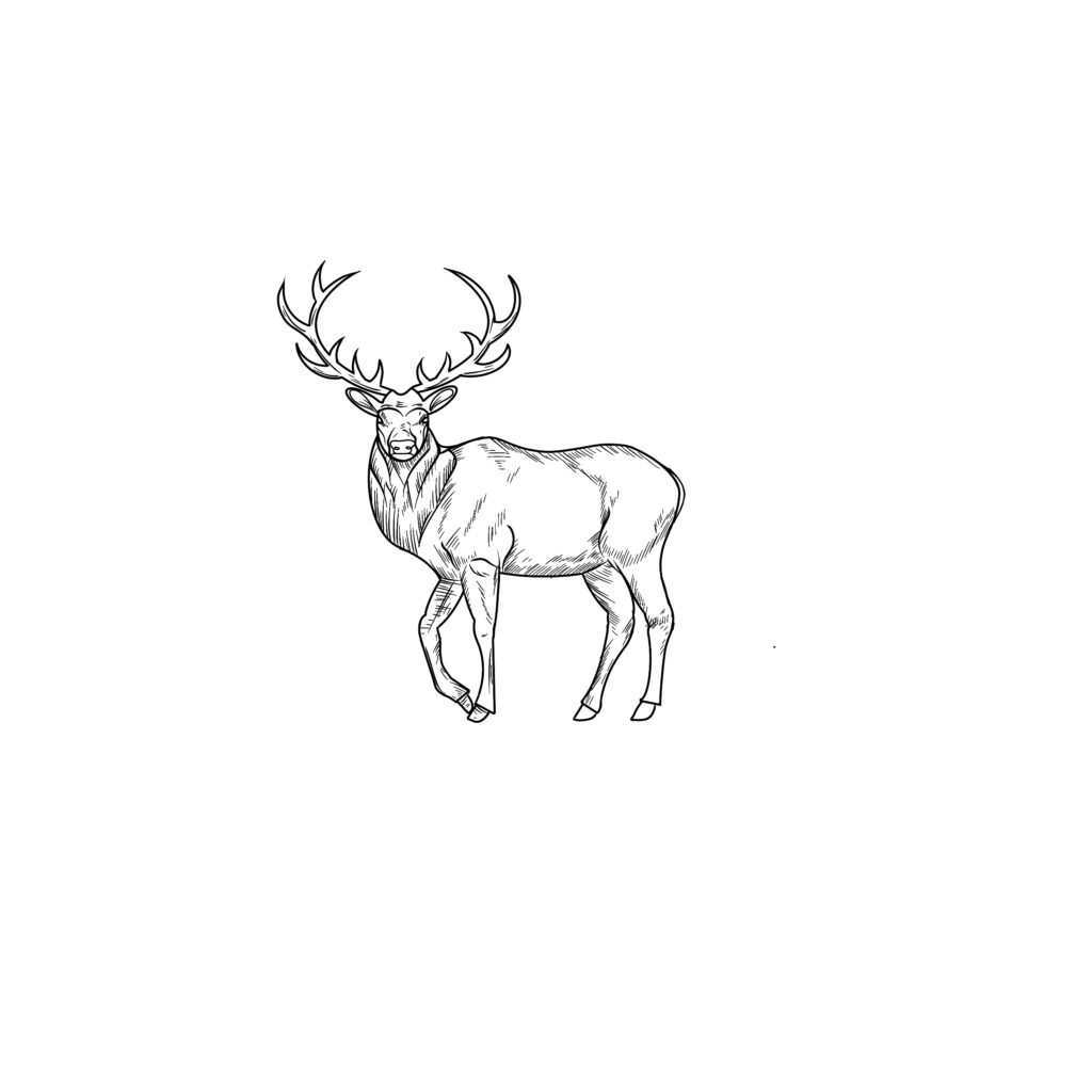 how to draw an elk step by step 5 add shading