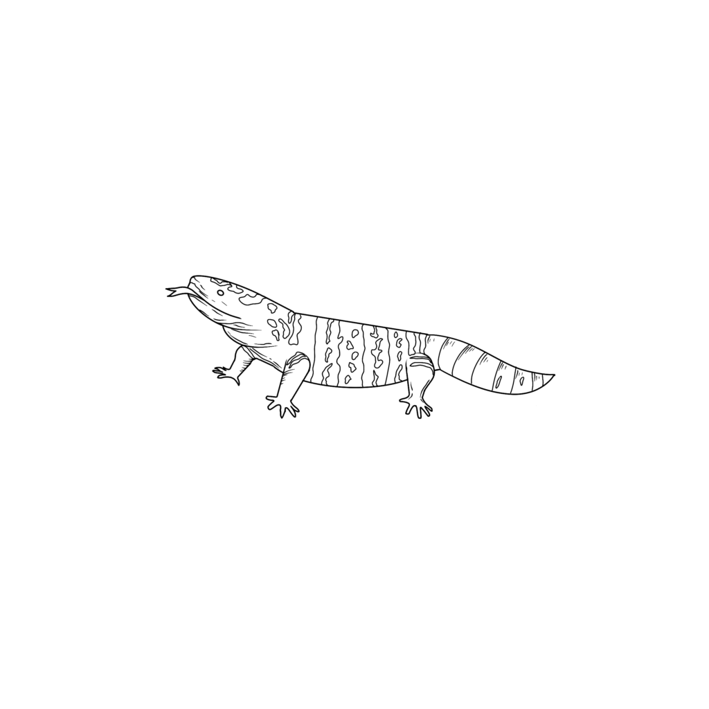 how to draw a gila monster step 5