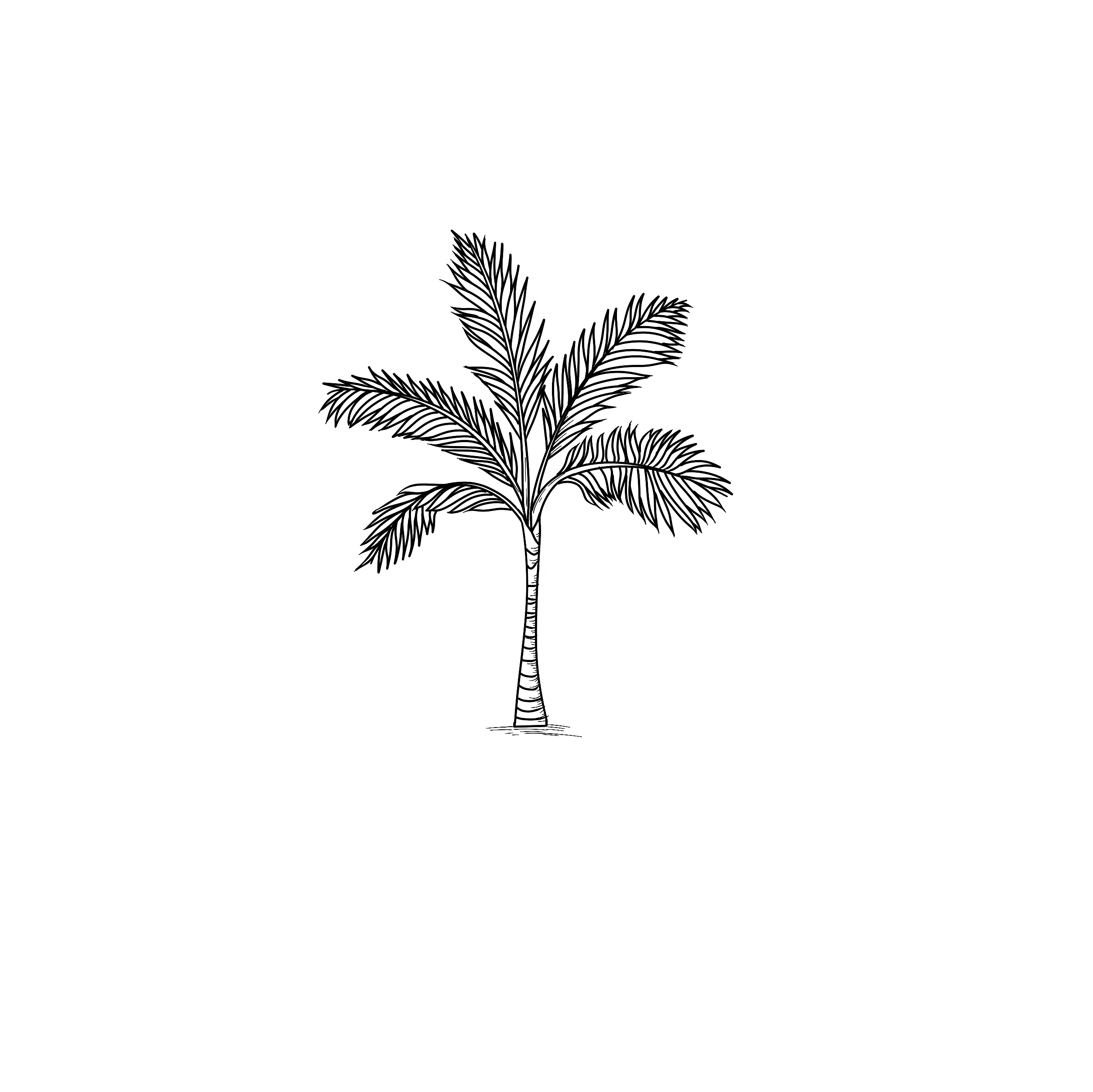 how to draw a palm tree step 5