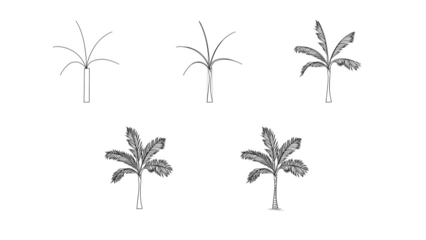 How to Draw a Realistic Palm Tree
