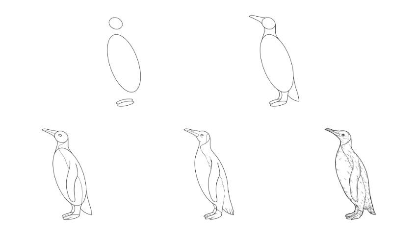 How to Draw a Penguin | 5 Easy Steps