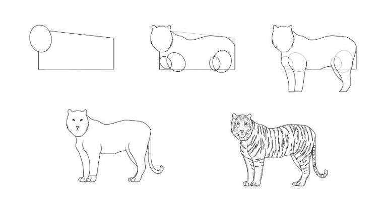 How to Draw a Realistic Tiger | 5 Easy Steps - Jae Johns