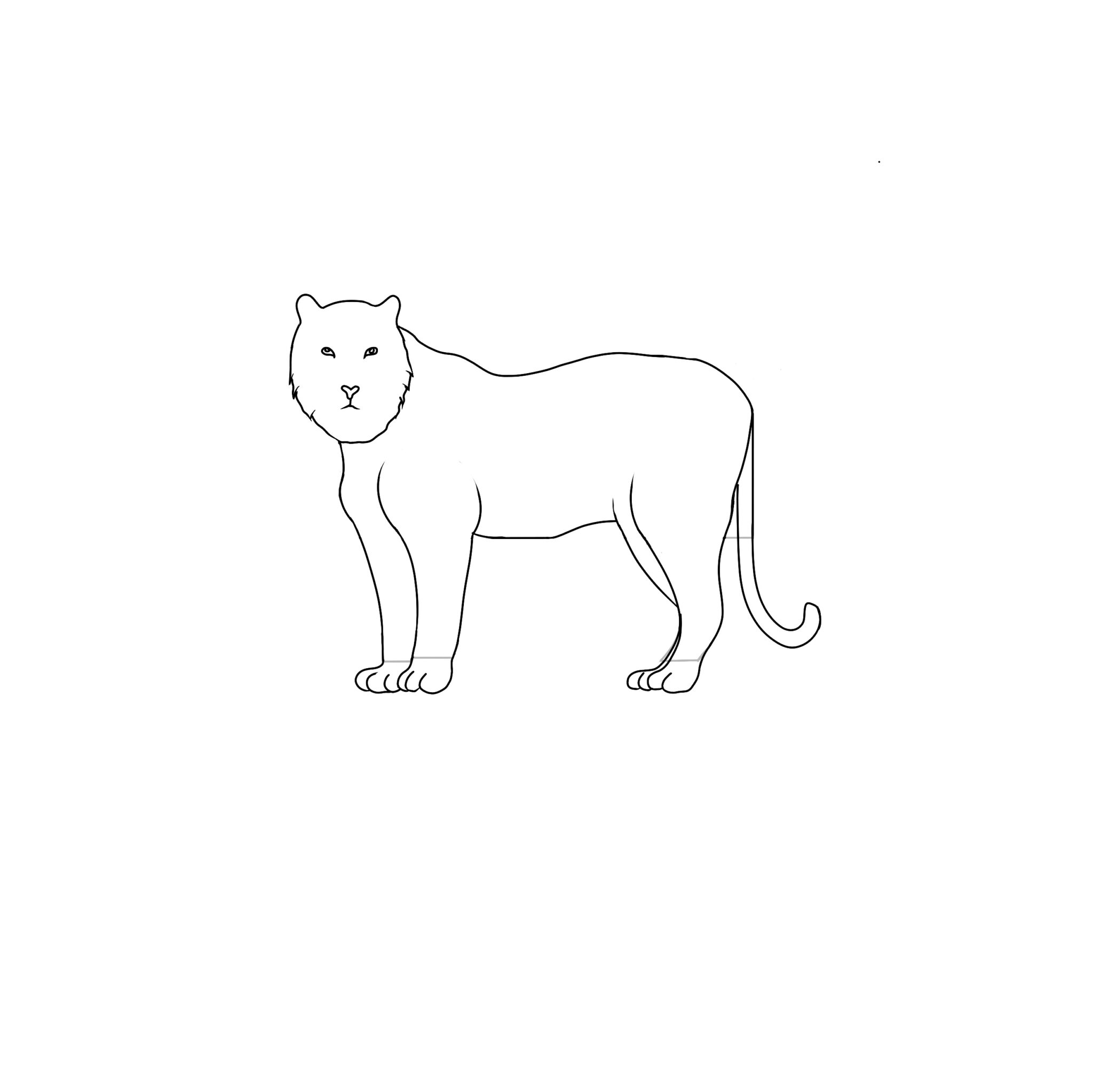 How to Draw a Realistic Tiger | 5 Easy Steps - Jae Johns