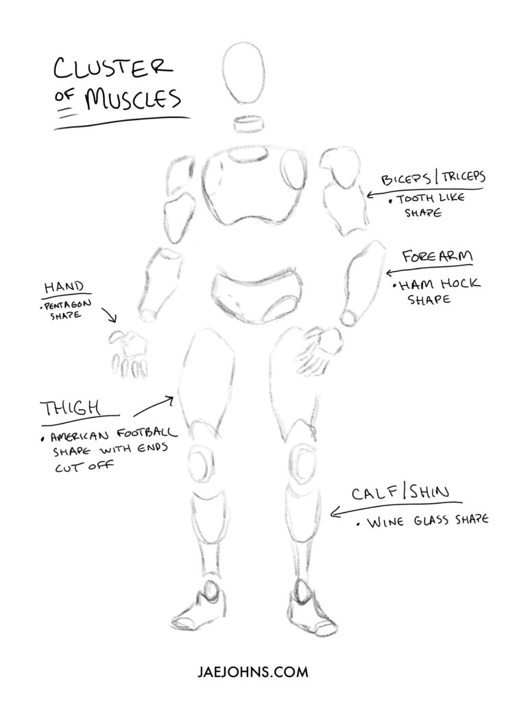 cluster of muscles reference for drawing poses