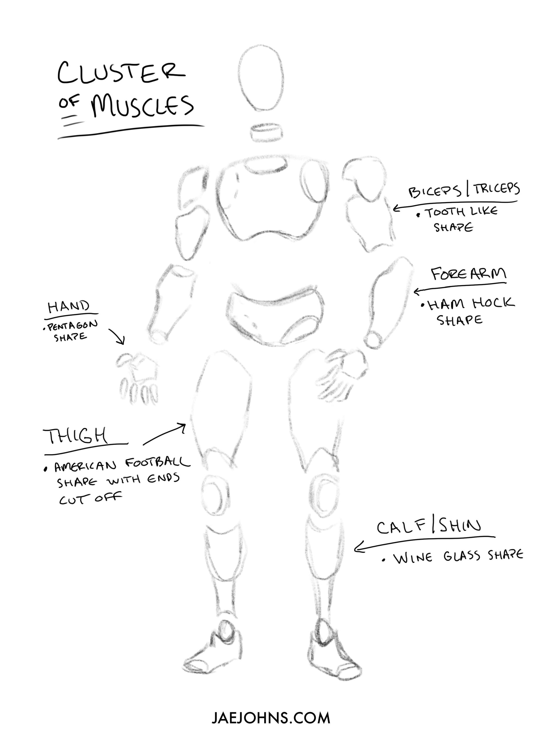 cluster of muscles reference for drawing poses scaled