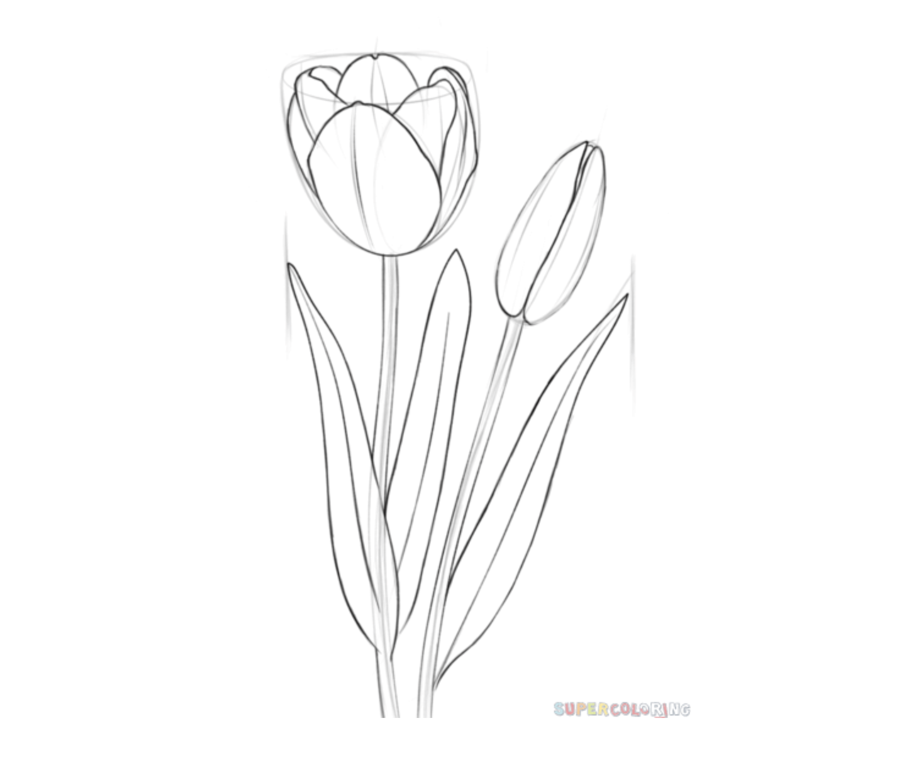 how to draw a tulip