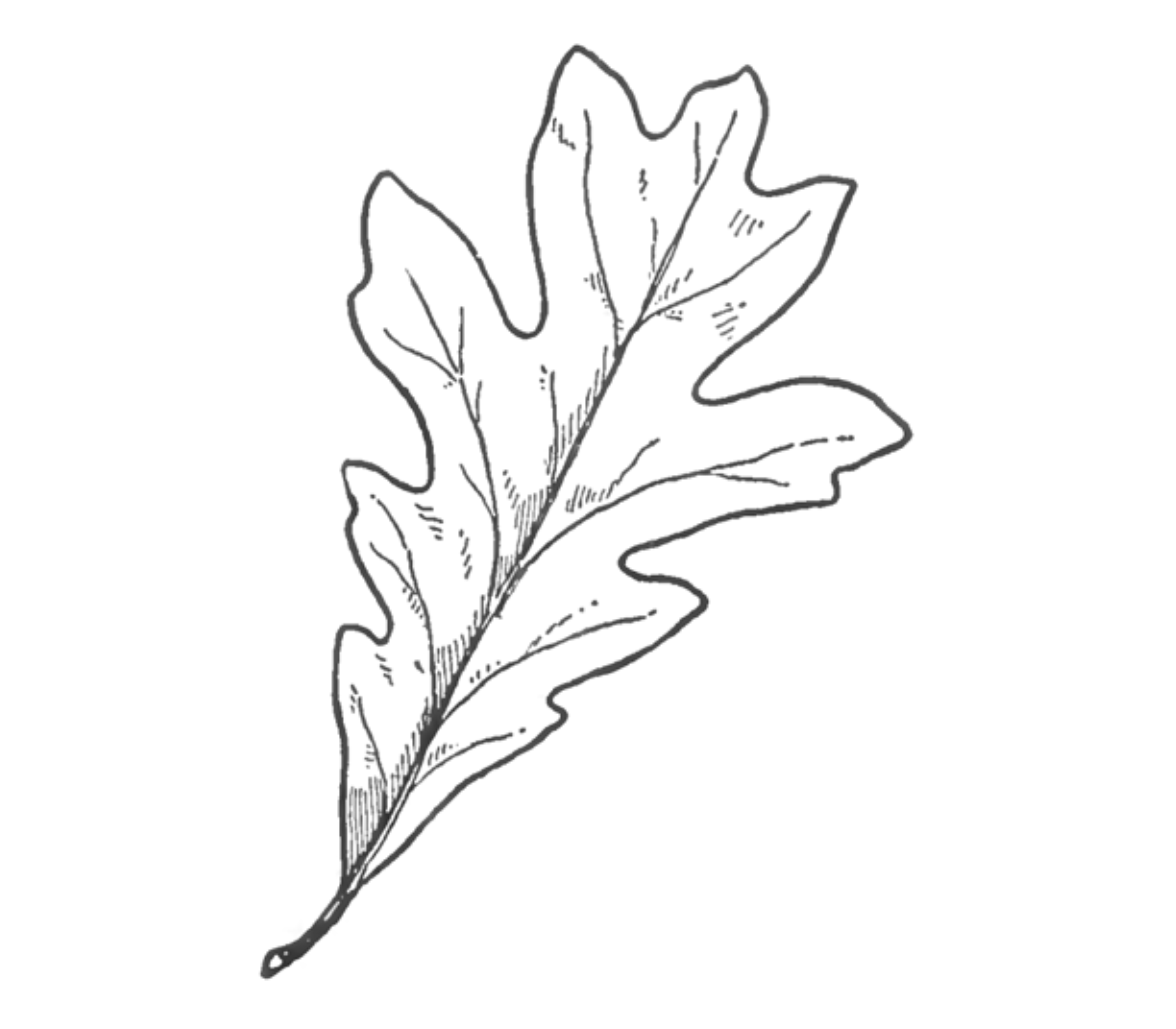 how to draw oak leaves