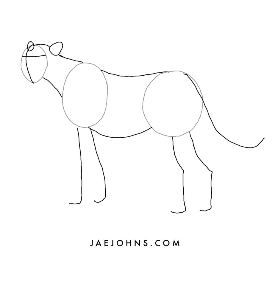 How To Draw A Cheetah How To Draw A Cheetah