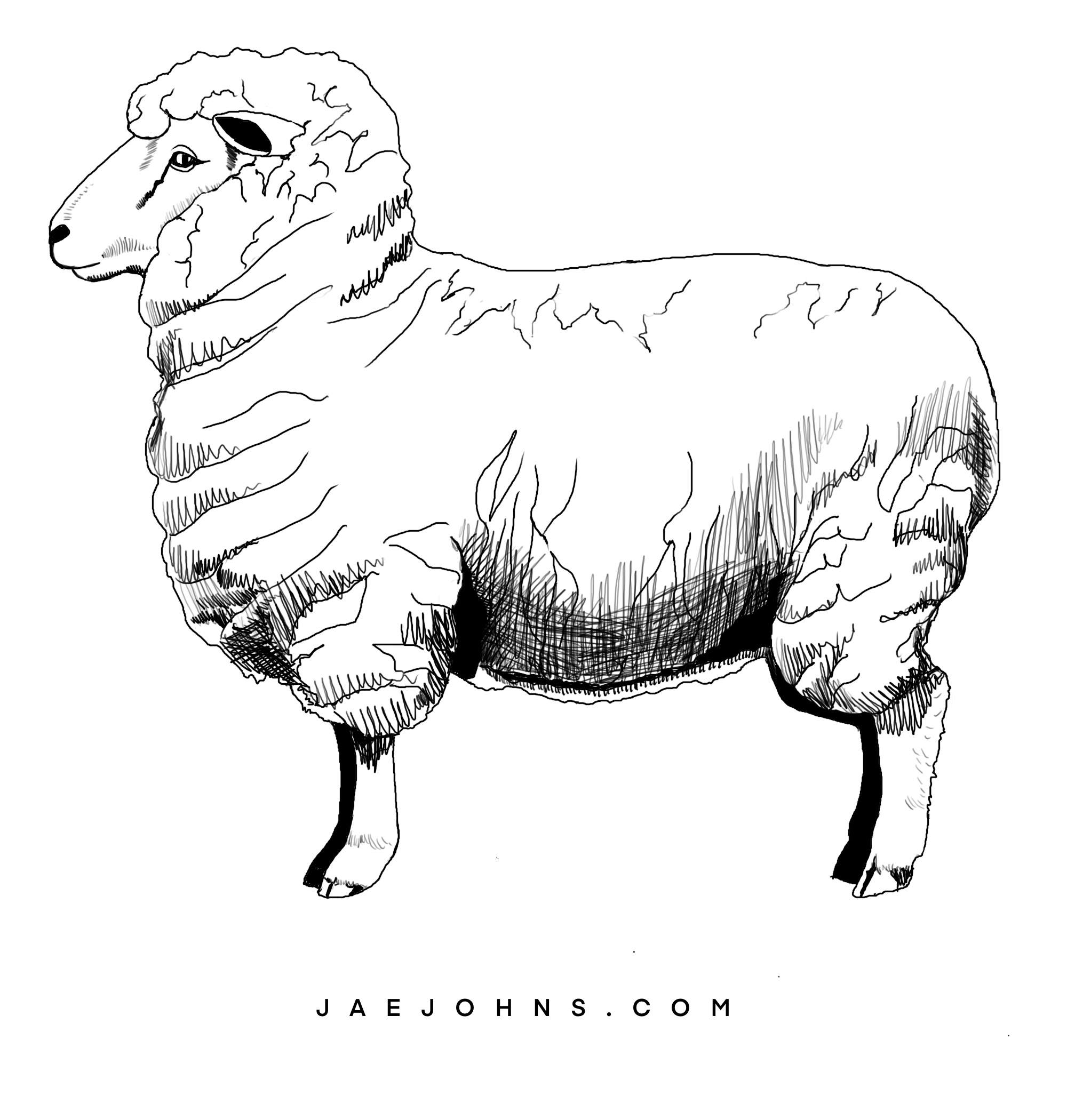 5 Easy Steps to Draw a Sheep